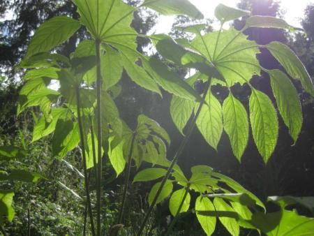 Jardin Jungle Karlostachys Jardin Jungle Karlostachys