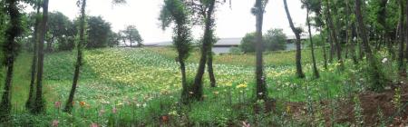 Jardín de Lirios de Tokorozawa